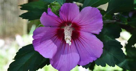 are hibiscus flowers poisonous|are hibiscus plants toxic.